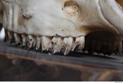 Photo Textures of Mouflon Skull 